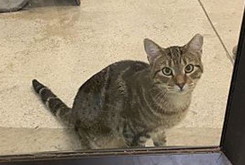 Enlarge Teddy, a Adoptable Domestic Short Hair in Huntsville, AL image 4/4