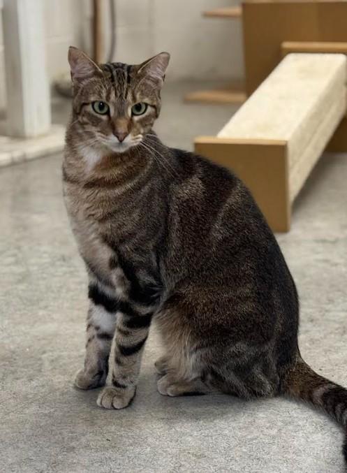 Enlarge Teddy, a Adoptable Domestic Short Hair in Huntsville, AL image 1/4