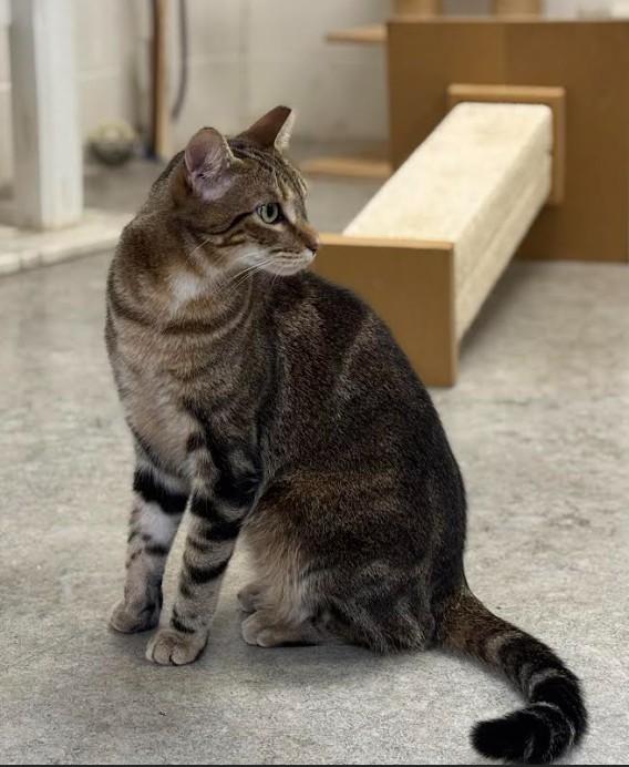 Enlarge Teddy, a Adoptable Domestic Short Hair in Huntsville, AL image 2/4