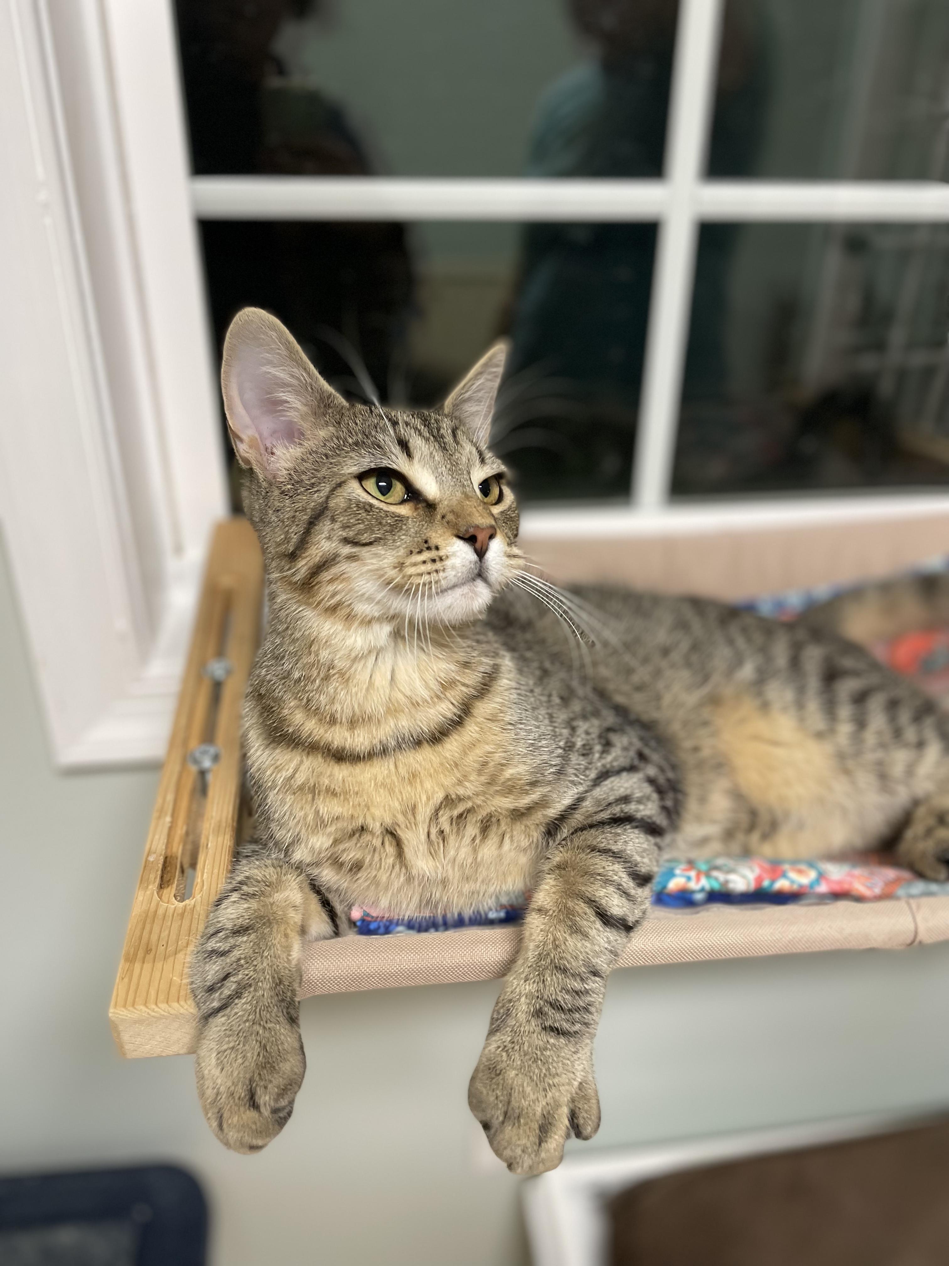 Murphy, Adoptable, Young Male Domestic Short Hair.