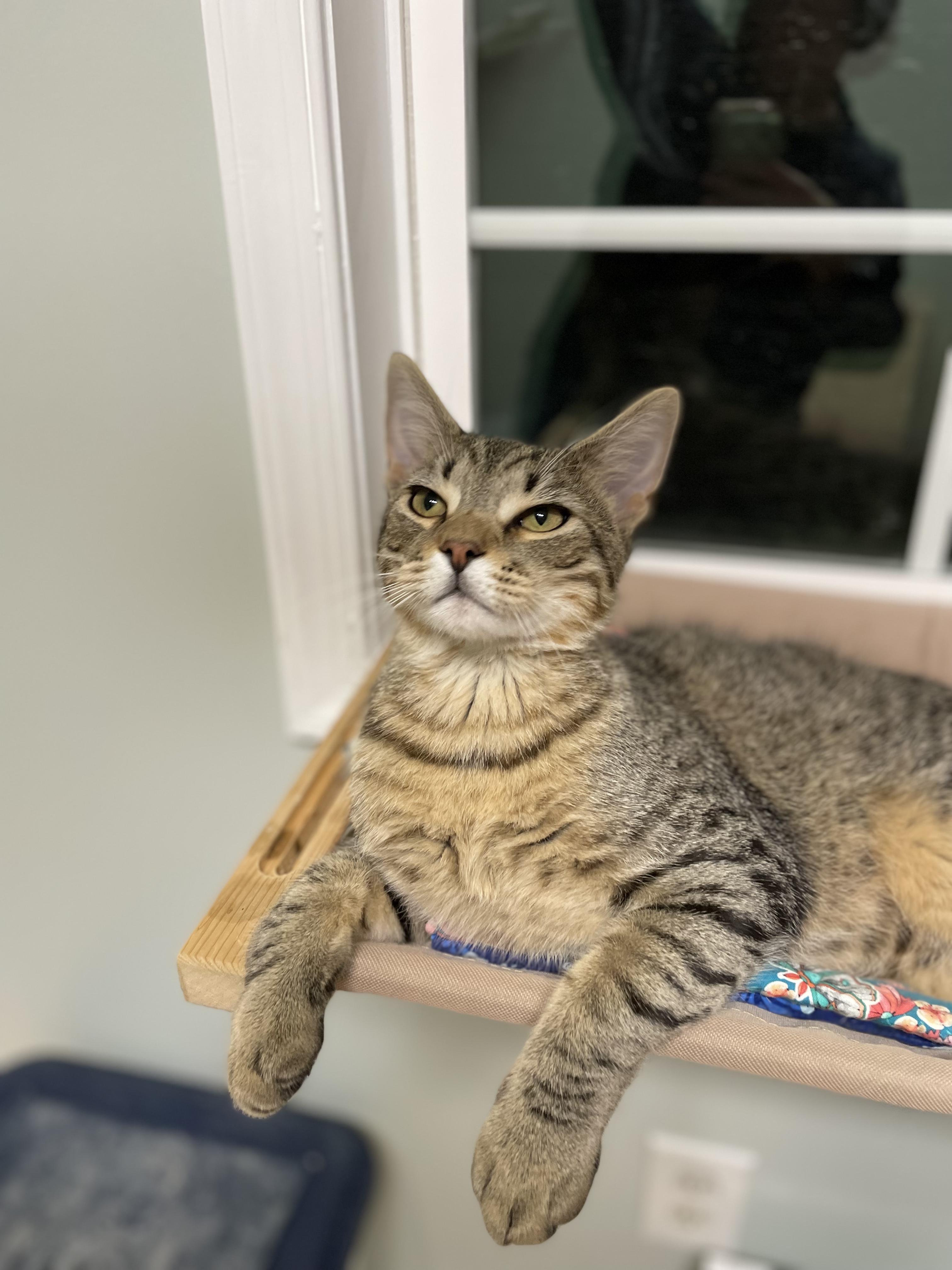 Enlarge Murphy, a Adoptable Domestic Short Hair in Suffolk, VA image 2/2