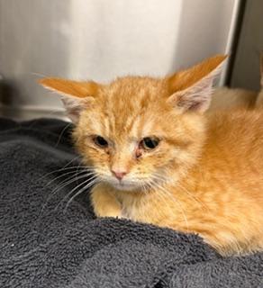 Enlarge Jolly, a ADOPTABLE Domestic Short Hair in Liberty, MO image 3/3