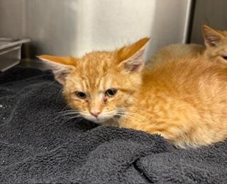 Enlarge Jolly, a ADOPTABLE Domestic Short Hair in Liberty, MO image 2/3