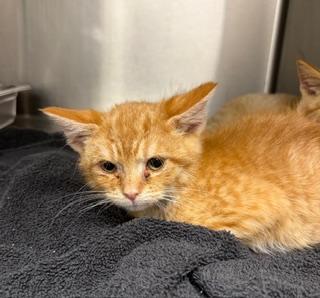 Enlarge Jolly, a ADOPTABLE Domestic Short Hair in Liberty, MO image 1/3