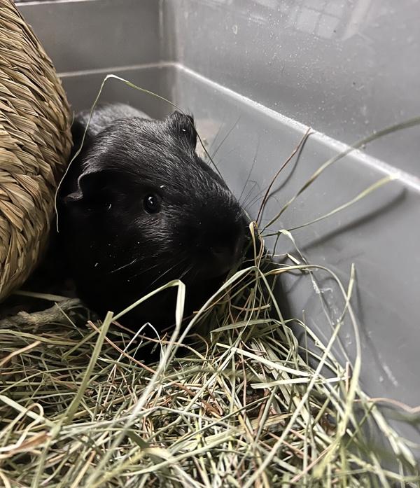 Enlarge Nibbles, a Adoptable mixed breed in Novato, CA image 4/6