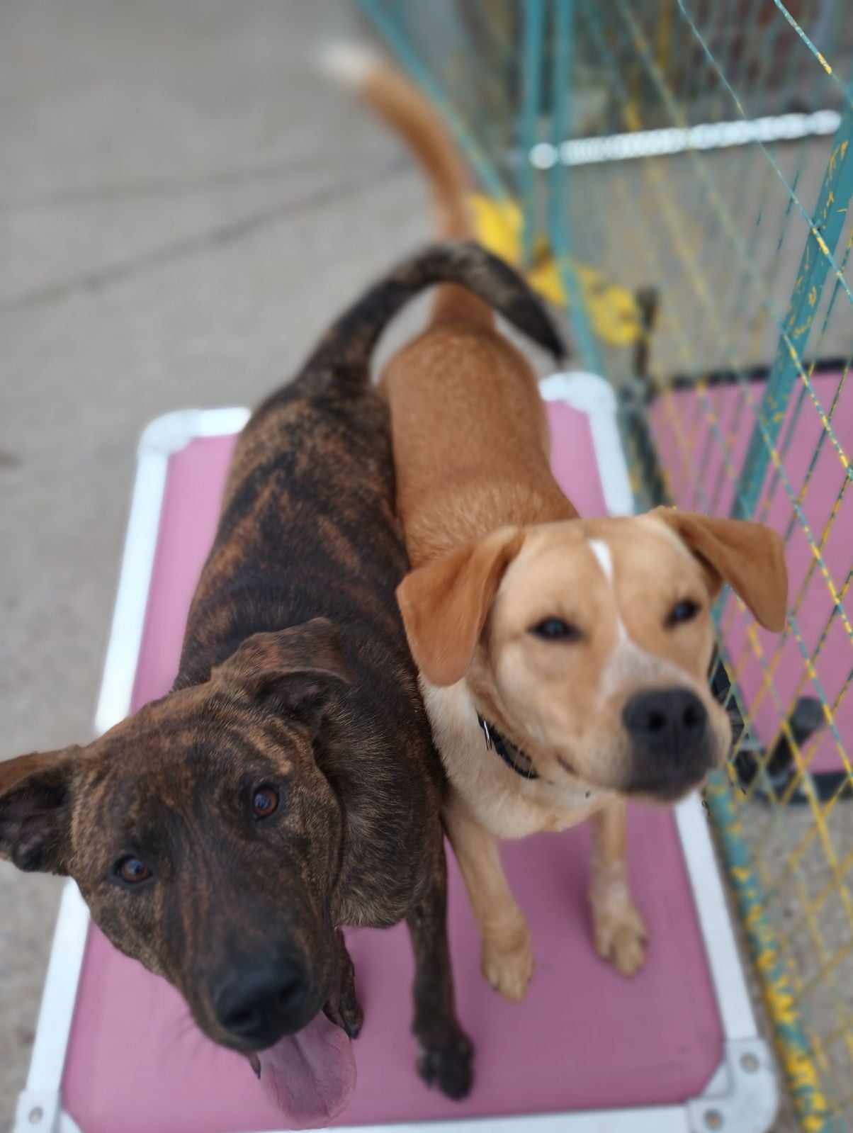 Dog for adoption Bo, a Plott Hound & Labrador Retriever Mix in