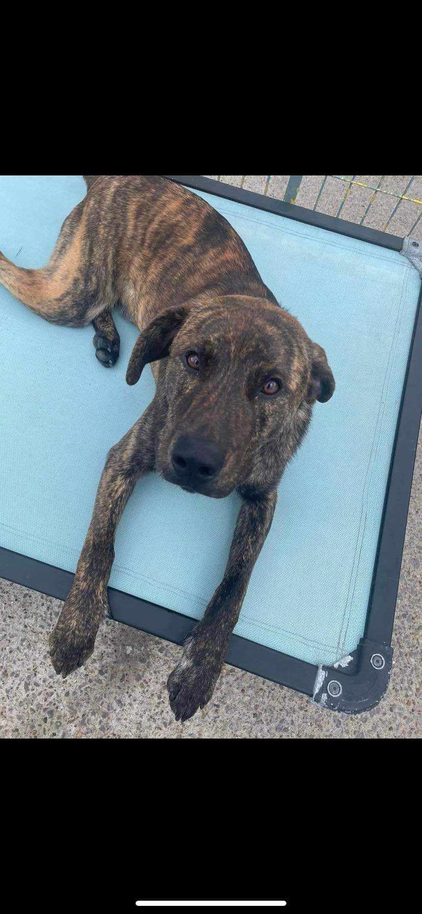 Dog for adoption Bo, a Plott Hound & Labrador Retriever Mix in Knoxville, TN Petfinder