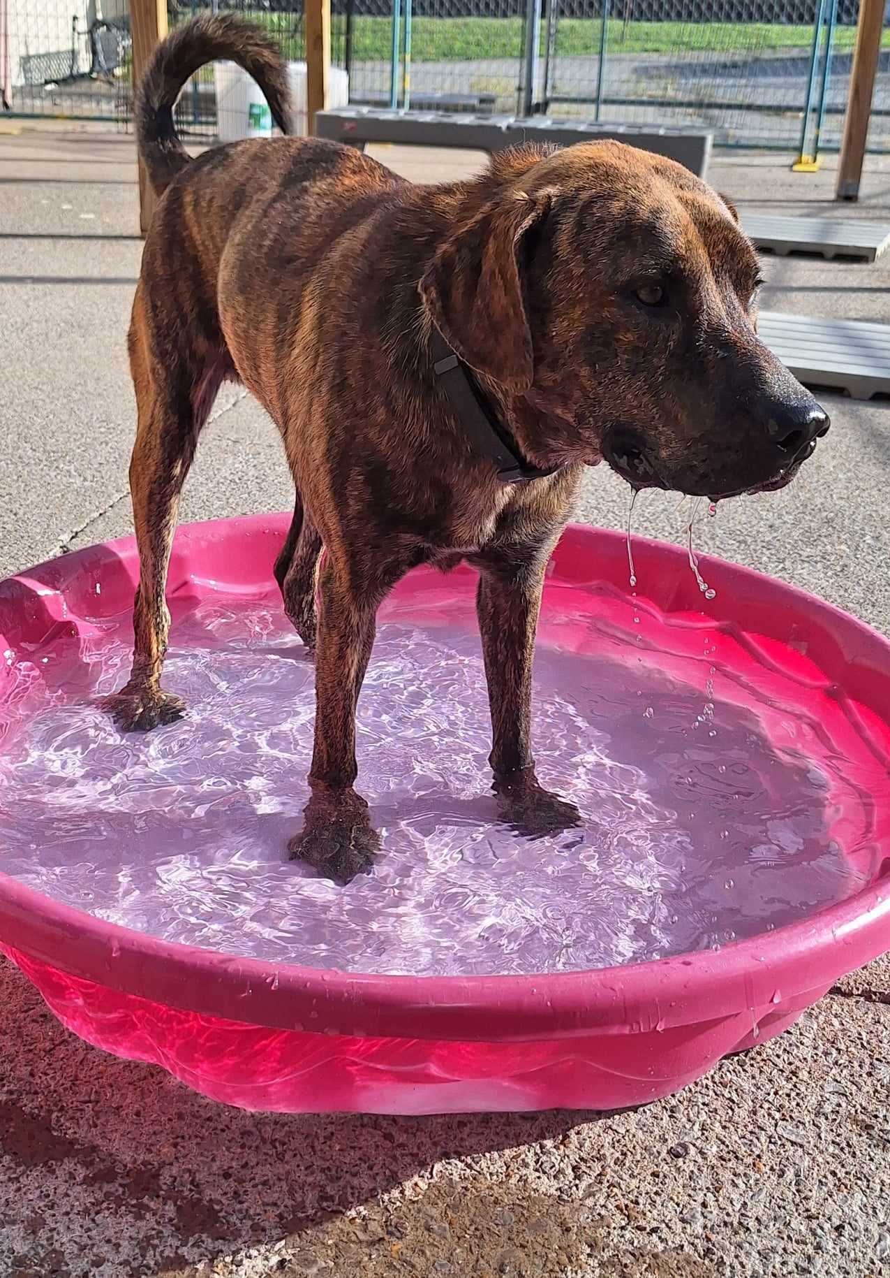 Dog for adoption Bo, a Plott Hound & Labrador Retriever Mix in
