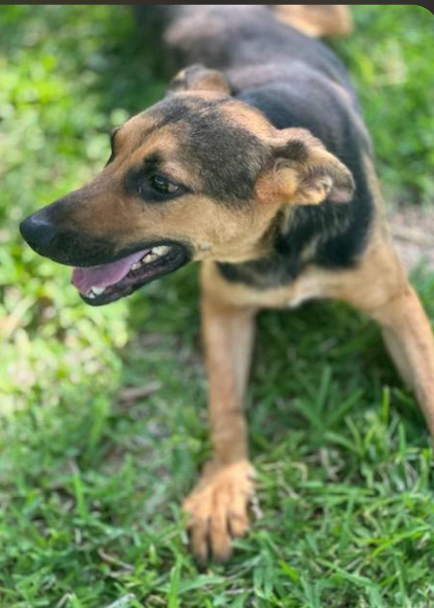 Enlarge Jill, a Adoptable mixed breed in Williston, VT image 2/5
