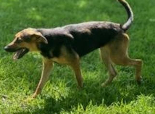 Enlarge Jill, a Adoptable mixed breed in Williston, VT image 1/5