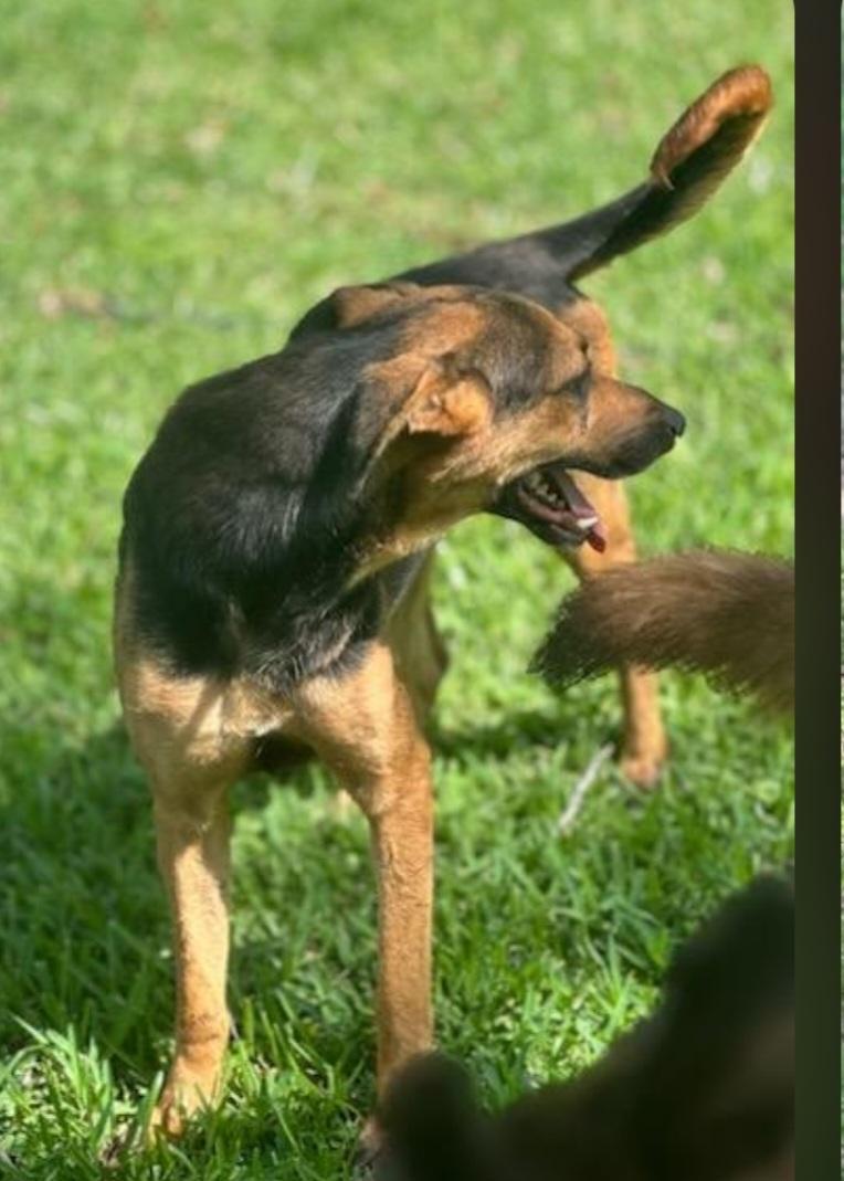 Enlarge Jill, a Adoptable mixed breed in Williston, VT image 3/5