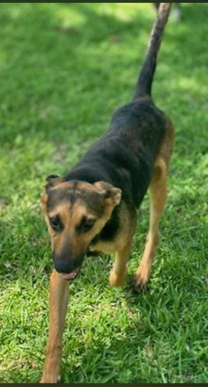Enlarge Jill, a Adoptable mixed breed in Williston, VT image 5/5