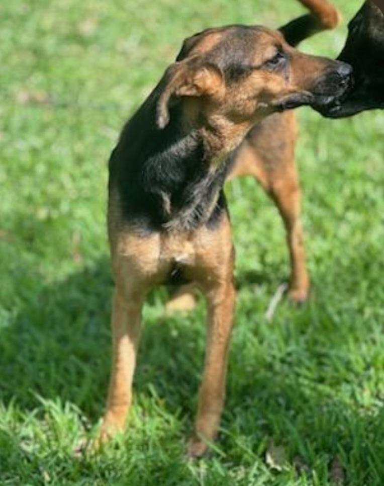 Enlarge Jill, a Adoptable mixed breed in Williston, VT image 4/5