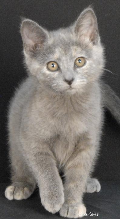 Enlarge Espresso, a Adoptable Dilute Tortoiseshell in Newland, NC image 2/2