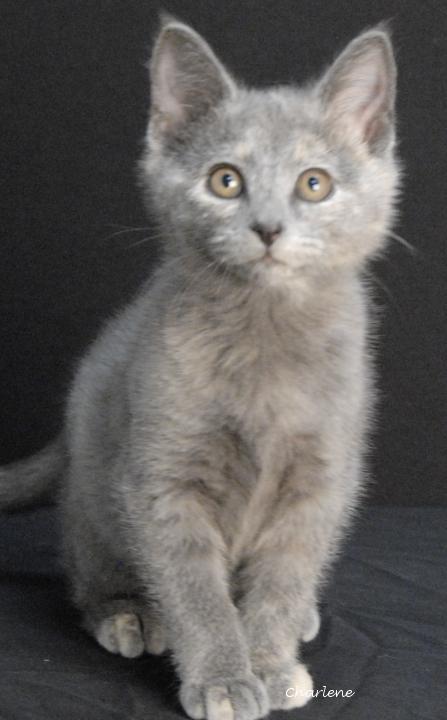 Espresso, Adoptable, Kitten Female Dilute Tortoiseshell.