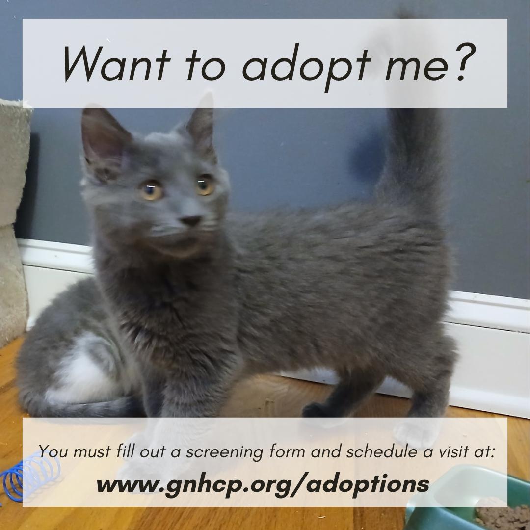 David, a ADOPTABLE Domestic Medium Hair in New Haven, CT image 2/2