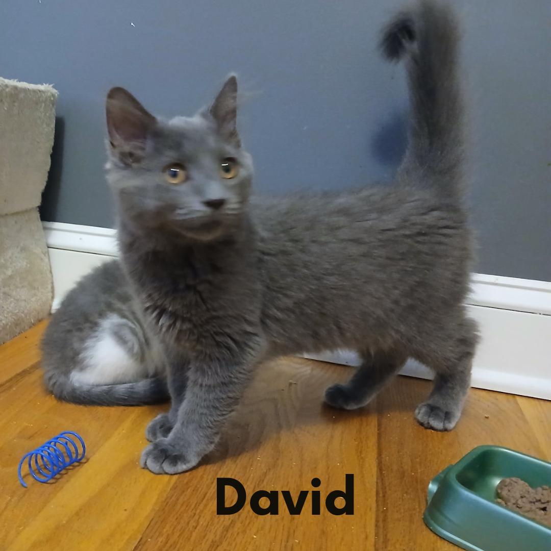 David, ADOPTABLE, Young Male Domestic Medium Hair.