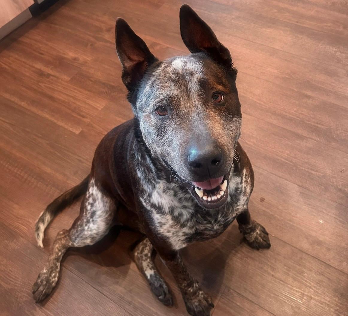 MooMoo - Courtesy , ADOPTABLE, Adult Male Cattle Dog & Australian Cattle Dog / Blue Heeler.
