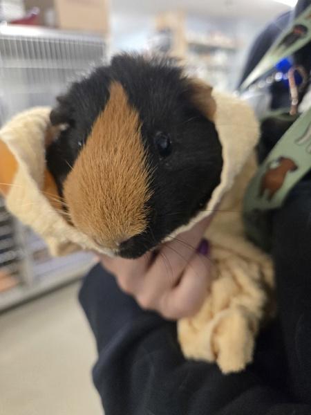 Bingo, Adoptable, Young Female Guinea Pig.