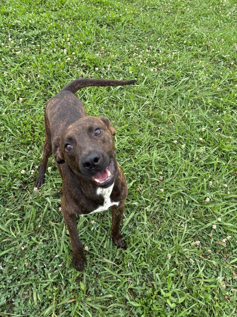 Scooby Doo, a Adoptable Mixed Breed in Bossier City, LA image 1/5