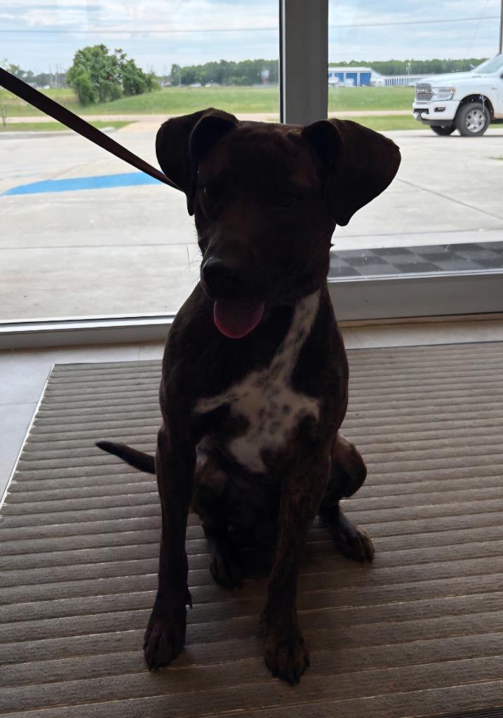 Scooby Doo, a Adoptable Mixed Breed in Bossier City, LA image 2/5