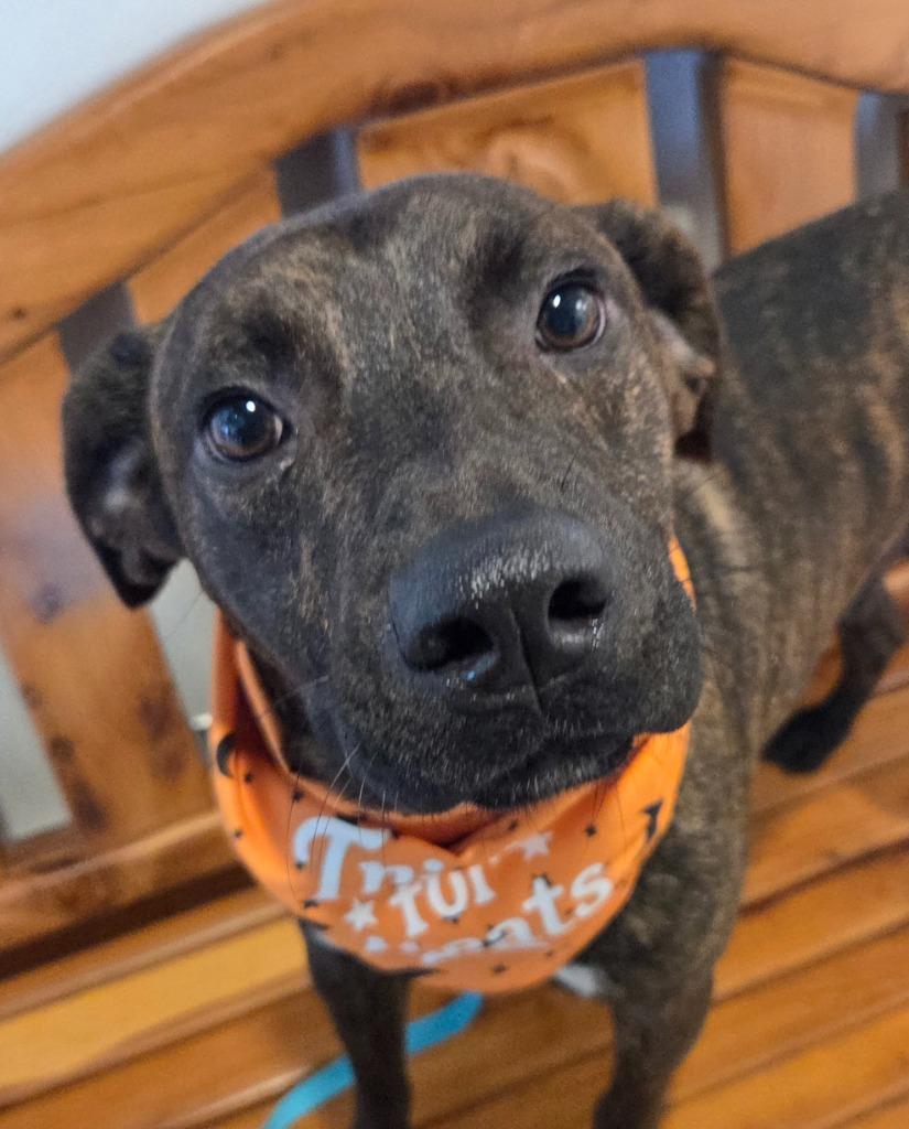 Scooby Doo, Adoptable, Young Male Mixed Breed.