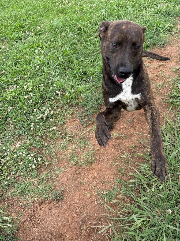 Scooby Doo, a Adoptable Mixed Breed in Bossier City, LA image 3/5