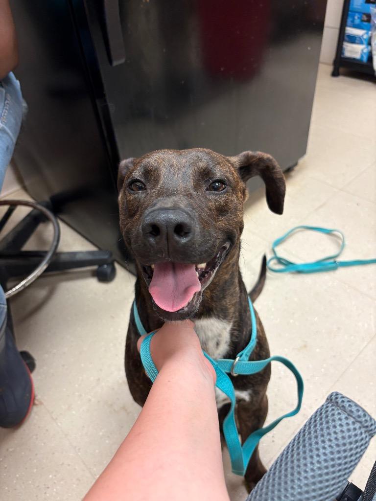 Scooby Doo, a Adoptable Mixed Breed in Bossier City, LA image 4/5