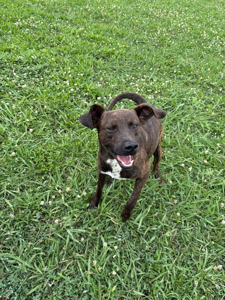 Scooby Doo, a Adoptable Mixed Breed in Bossier City, LA image 5/5