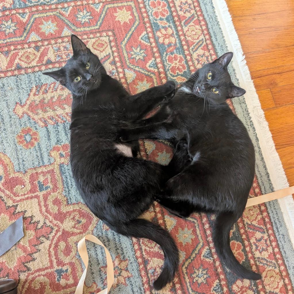 Beefsteak thumbnail 3