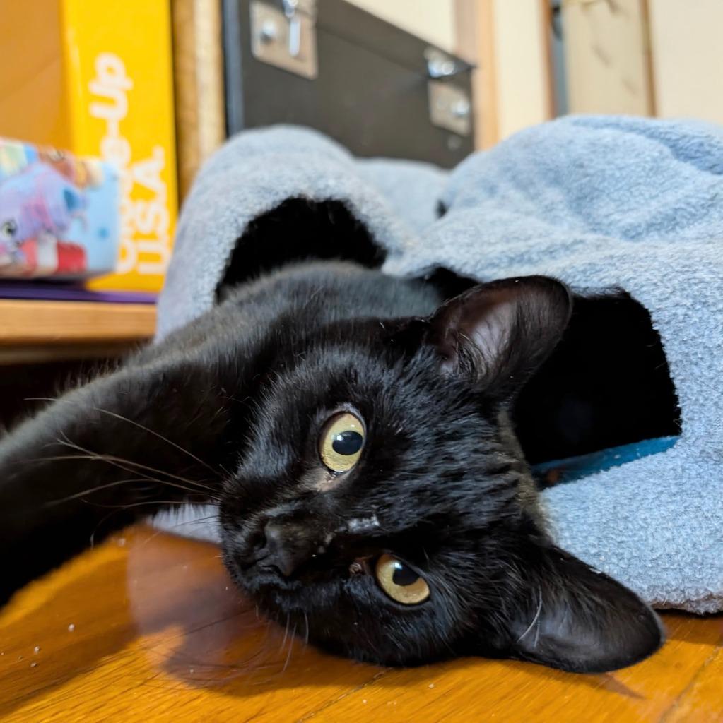 Beefsteak thumbnail 4