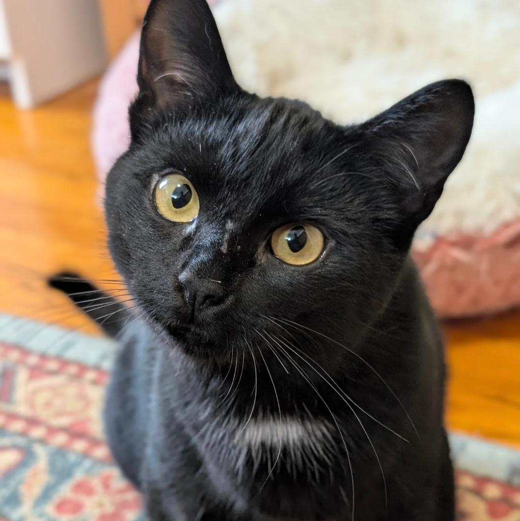 Beefsteak thumbnail 5