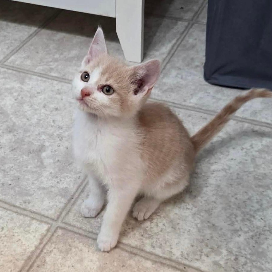 EMMETT, ADOPTABLE, Young Male Domestic Short Hair.