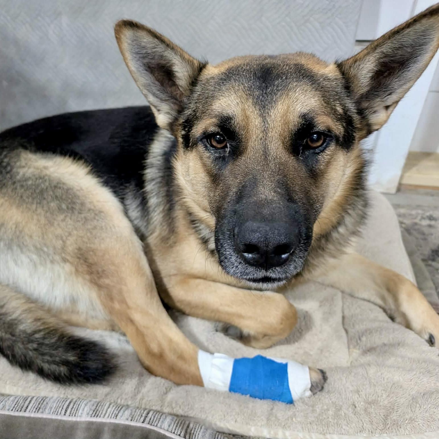 Gibbs, Adoptable, Young Male German Shepherd Dog.