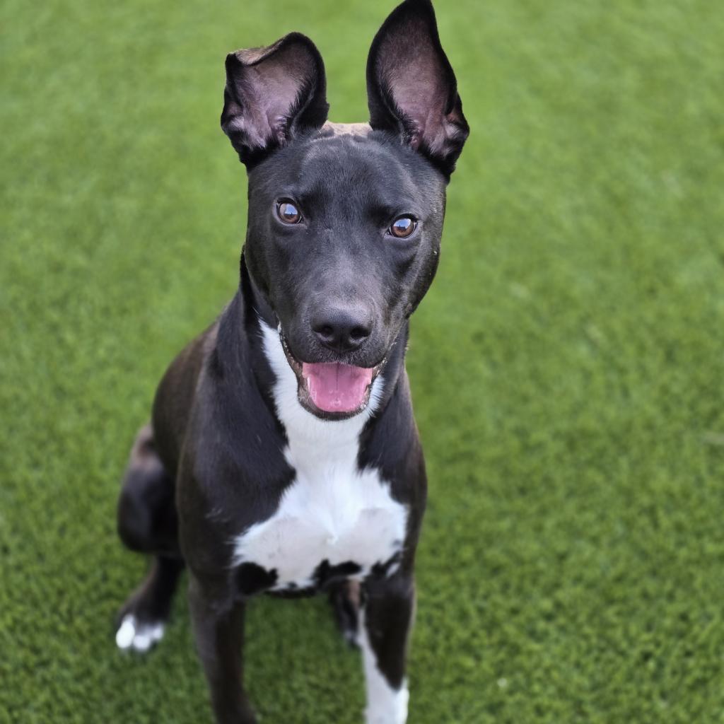 Aster, Adoptable, Adult Female Labrador Retriever & Terrier.