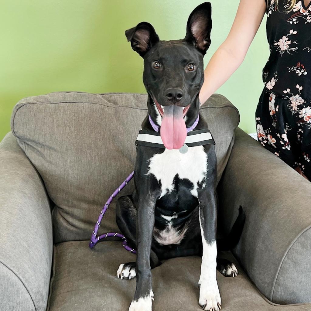 Enlarge Aster, a Adoptable mixed breed in Flower Mound, TX image 2/5