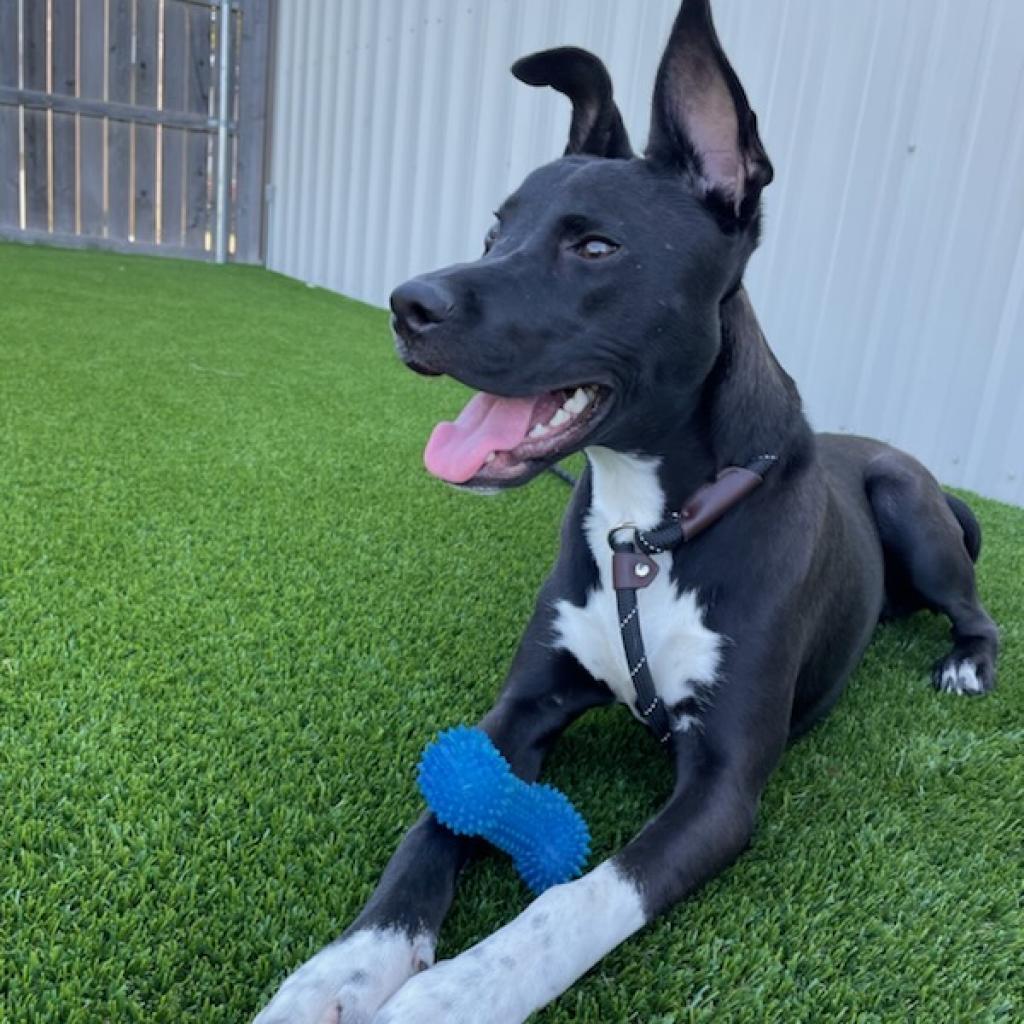 Enlarge Aster, a Adoptable mixed breed in Flower Mound, TX image 3/5