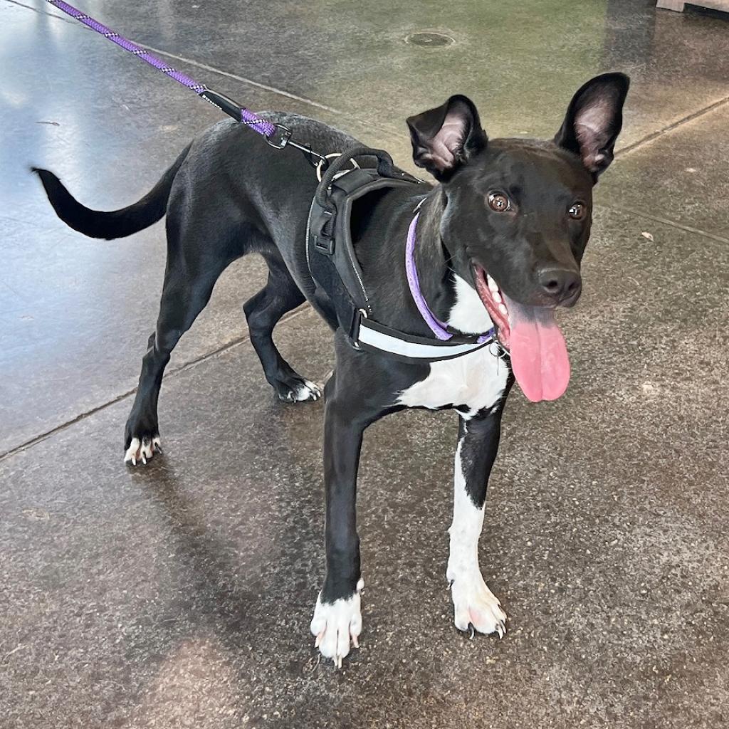 Enlarge Aster, a Adoptable mixed breed in Flower Mound, TX image 4/5