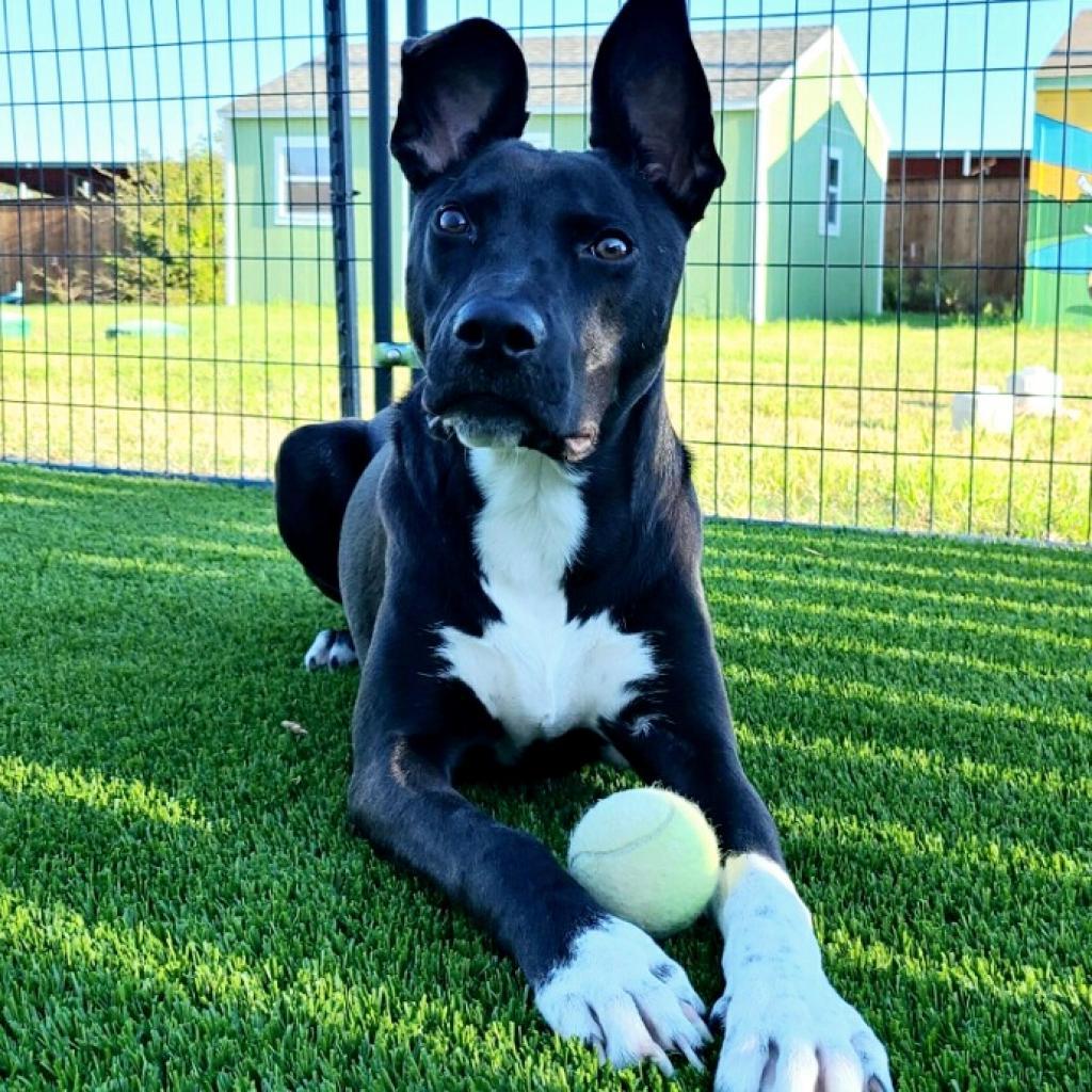 Enlarge Aster, a Adoptable mixed breed in Flower Mound, TX image 5/5