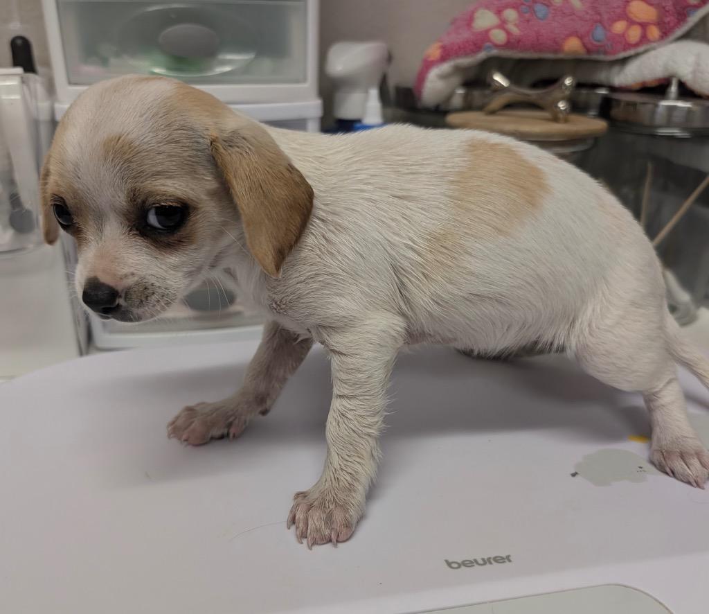 Enlarge Chaquita, a Adopted Chihuahua in Fort Myers, FL image 1/1