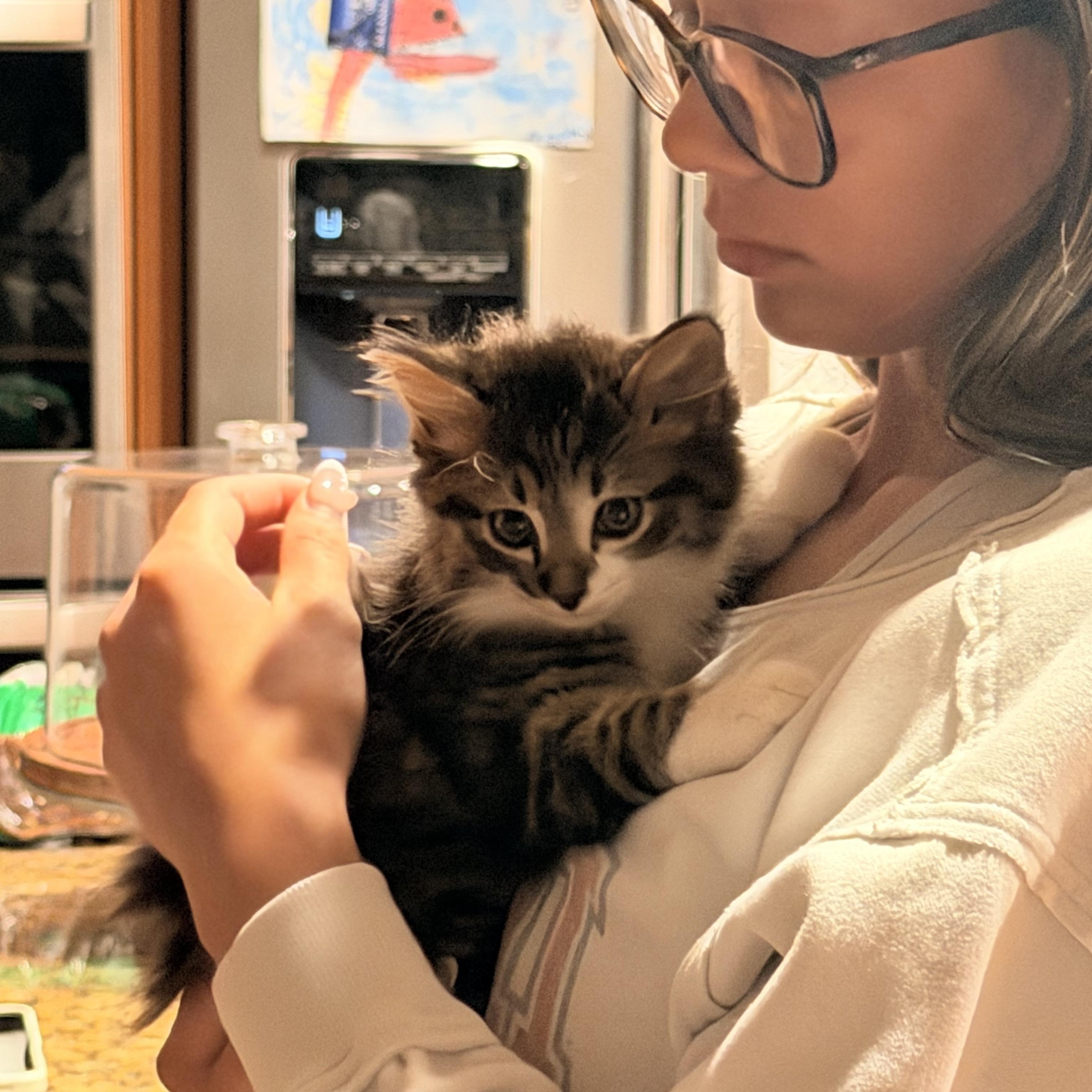 Sabor tooth, ADOPTABLE, Young Male Domestic Long Hair.