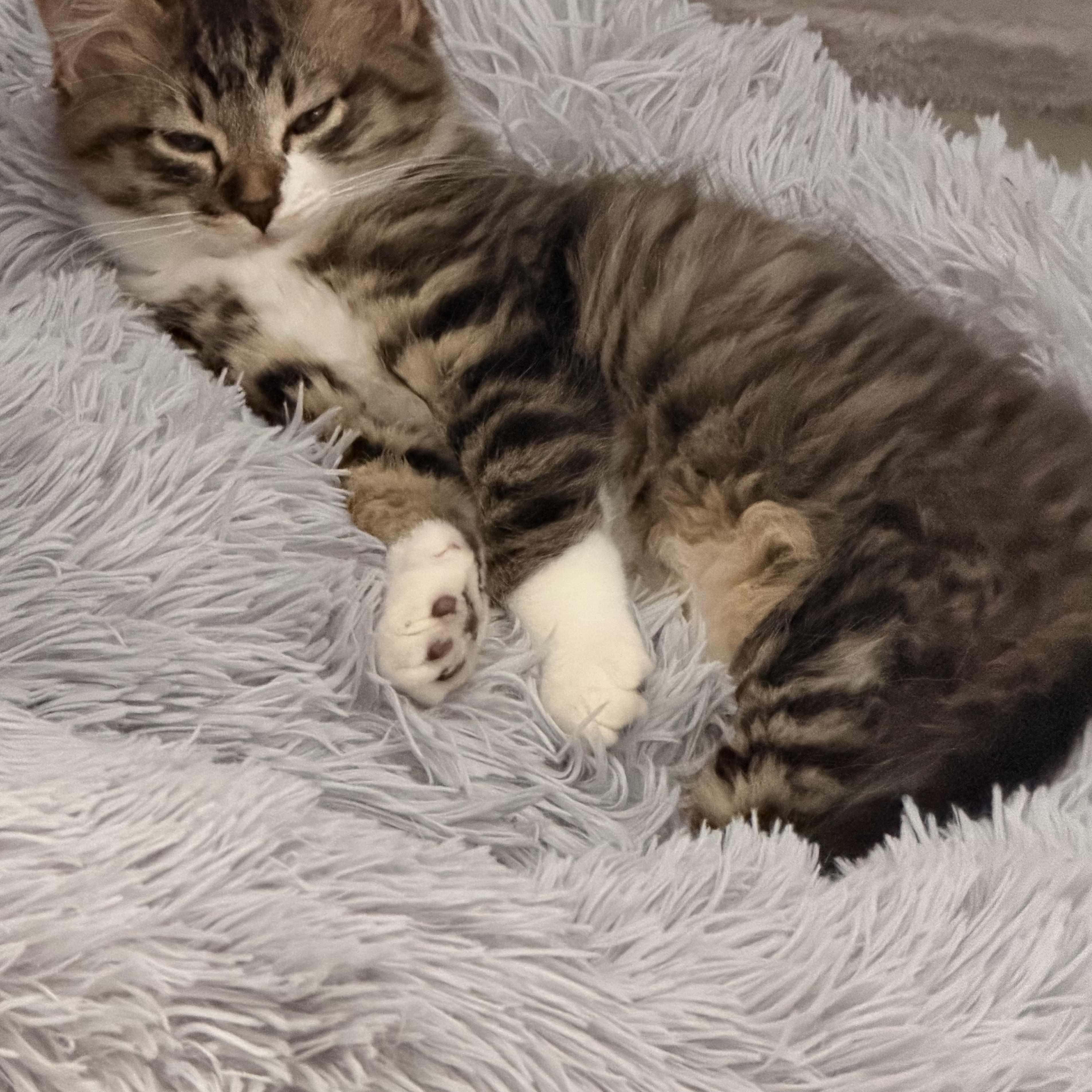Enlarge Sabor tooth, a ADOPTABLE Domestic Long Hair in Norco, CA image 5/5