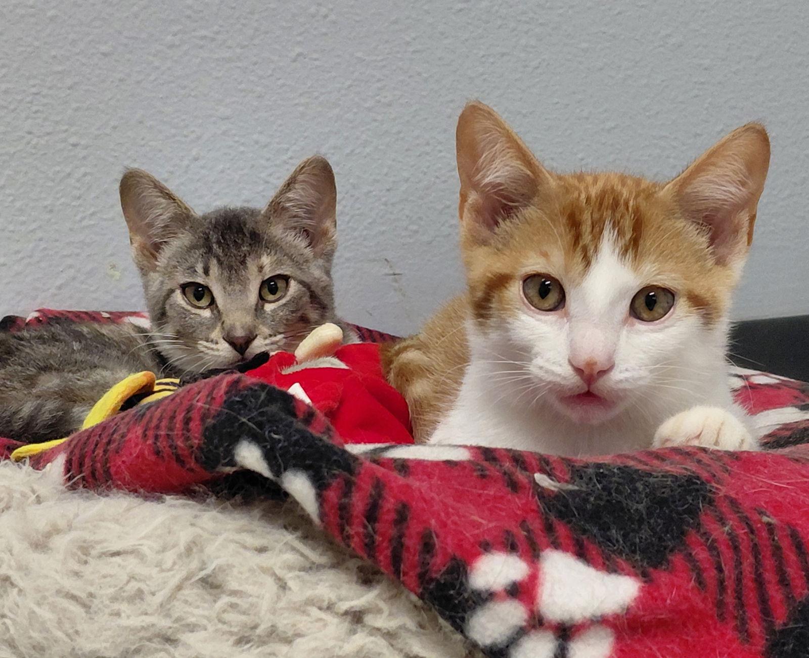 Elvis, a Adoptable Domestic Short Hair in Montello, WI image 1/3