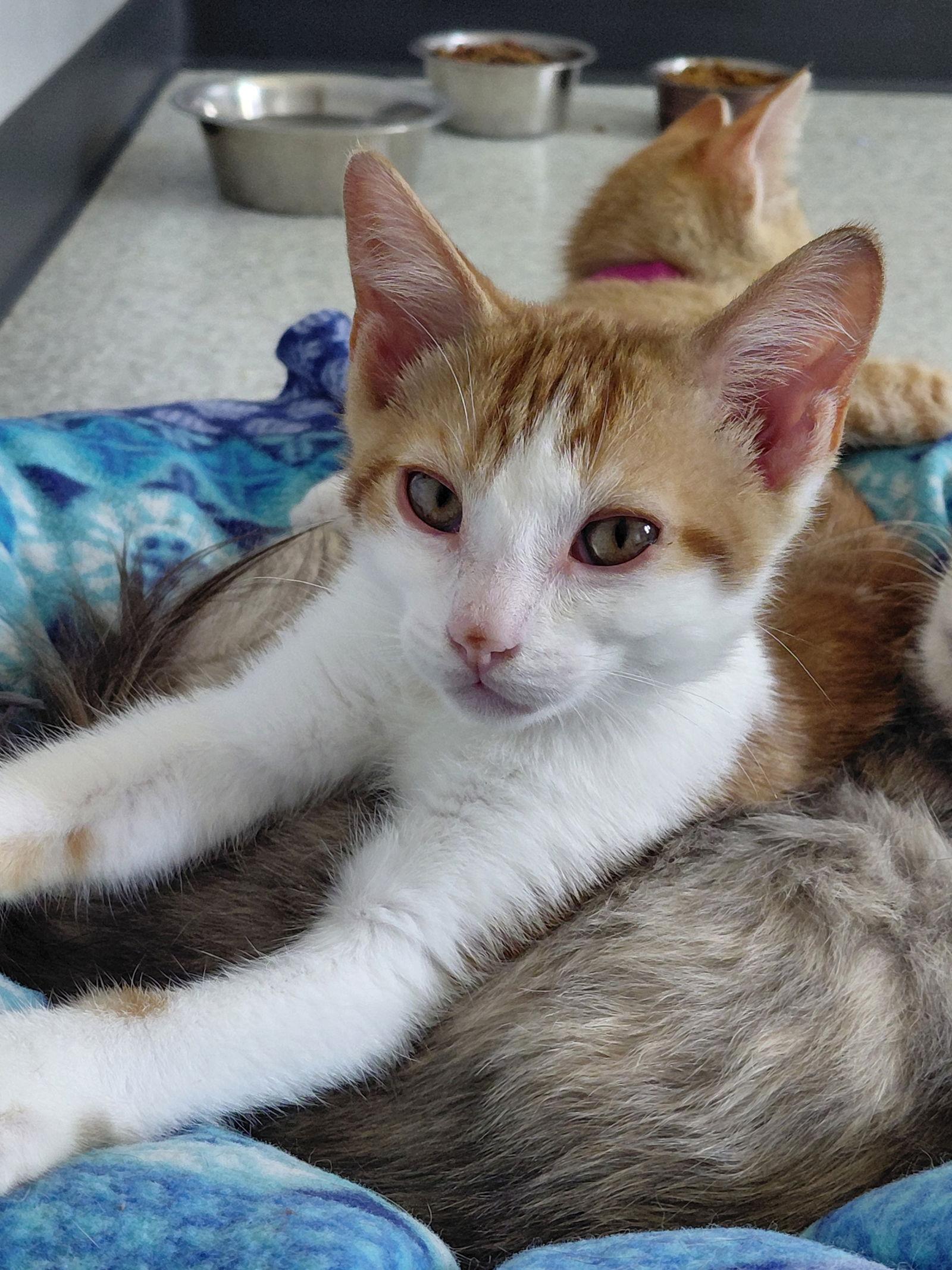 Elvis, a Adoptable Domestic Short Hair in Montello, WI image 3/3