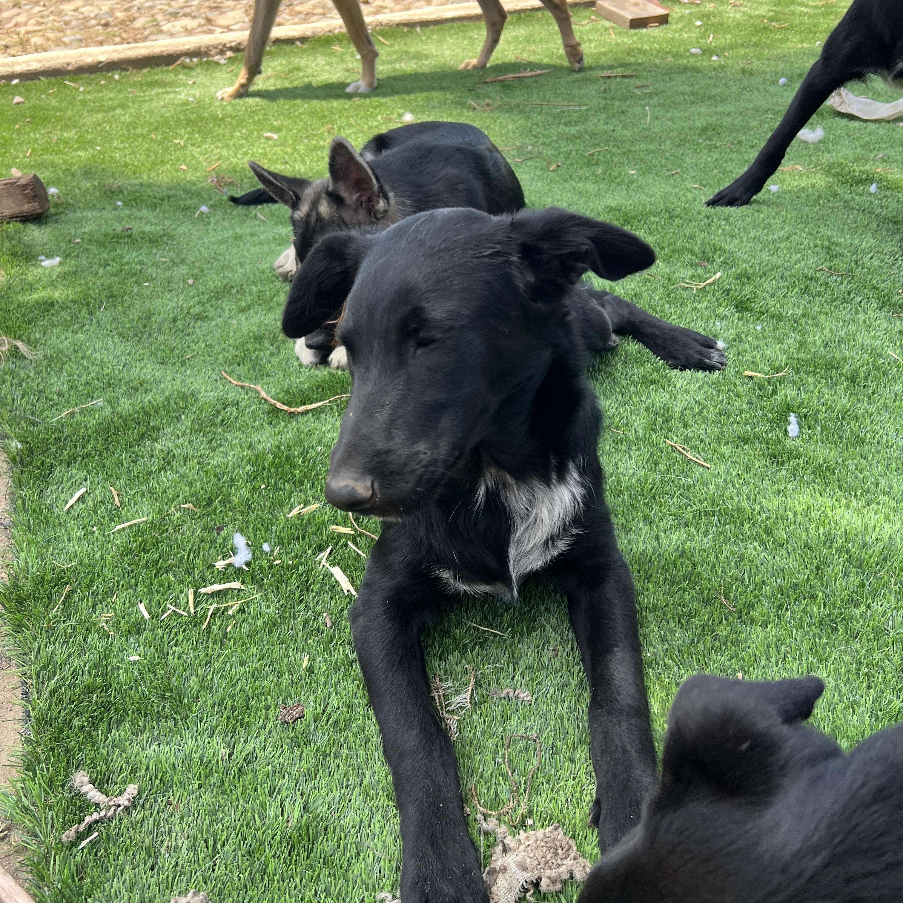 Enlarge Rosie, a Adoptable mixed breed in Denver, CO image 1/5