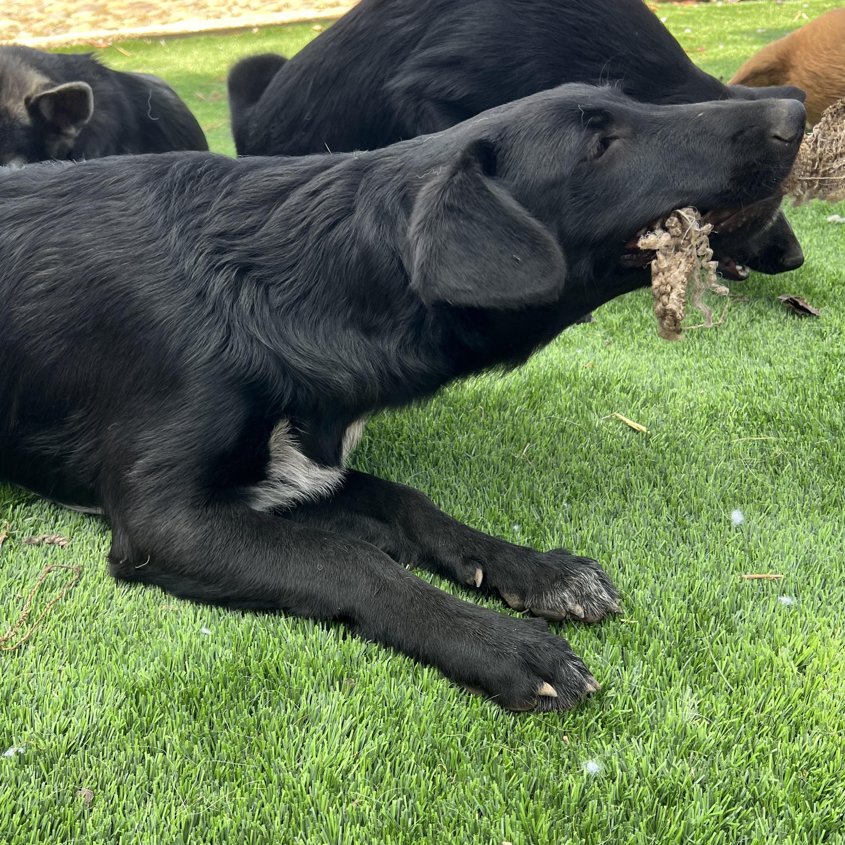 Enlarge Rosie, a Adoptable mixed breed in Denver, CO image 2/5