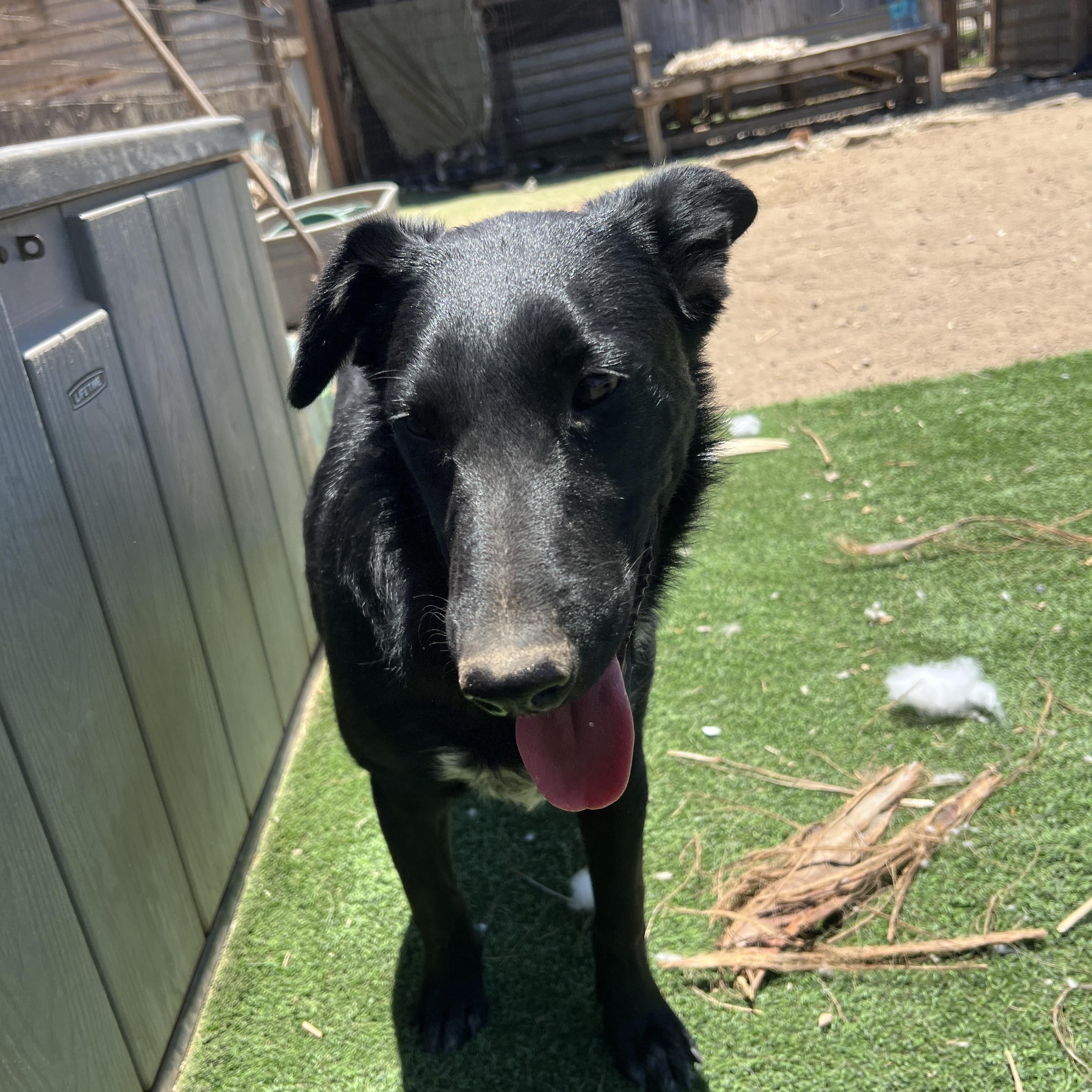 Enlarge Rosie, a Adoptable mixed breed in Denver, CO image 5/5
