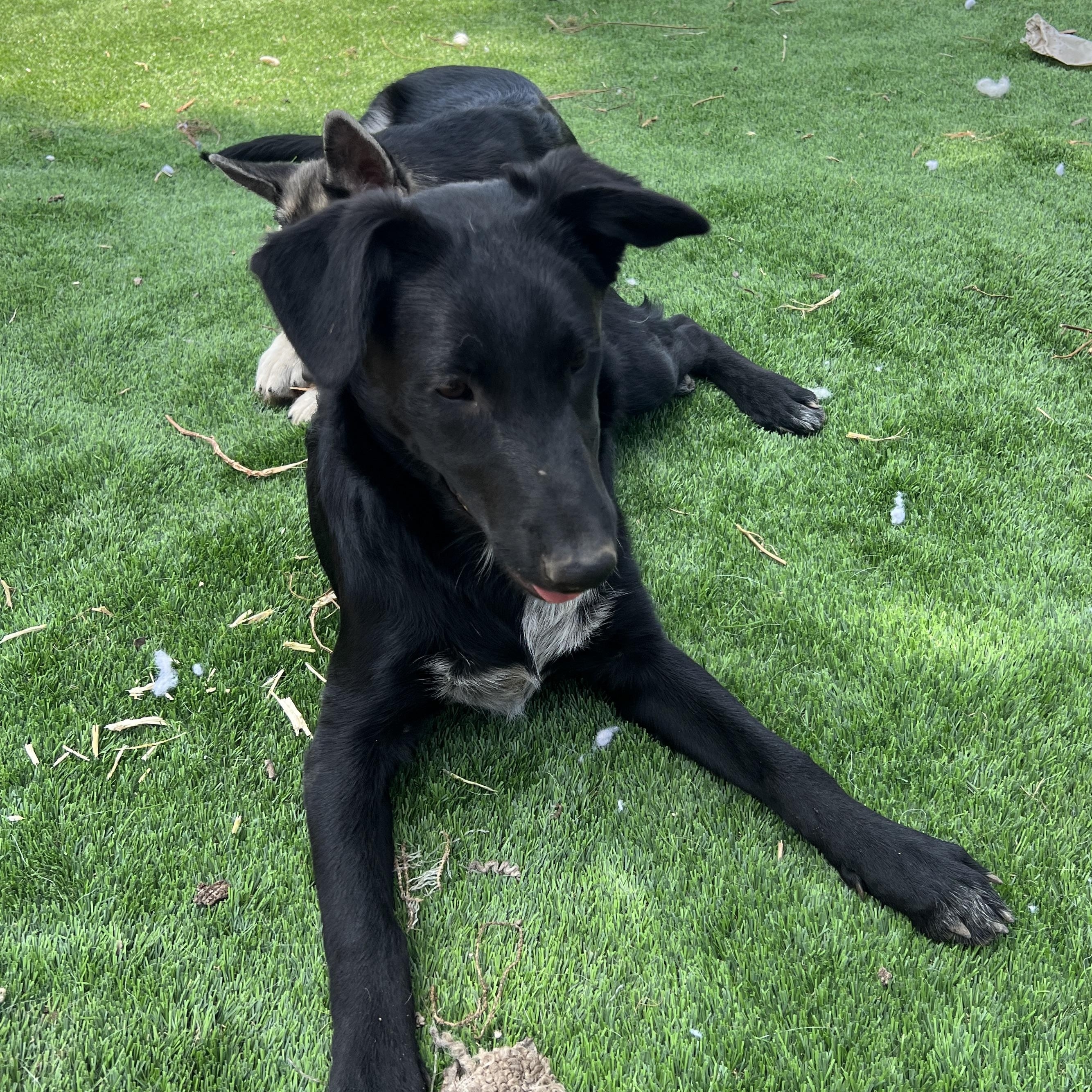 Enlarge Rosie, a Adoptable mixed breed in Denver, CO image 3/5