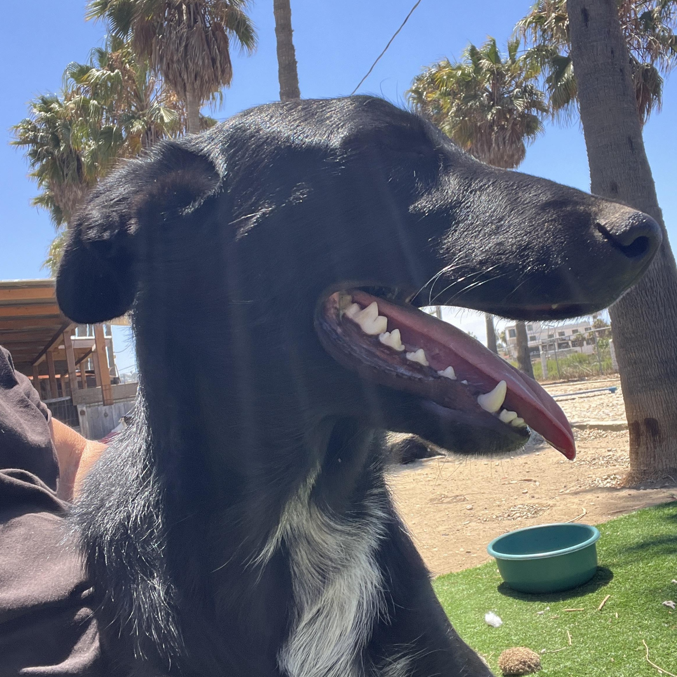 Enlarge Rosie, a Adoptable mixed breed in Denver, CO image 4/5