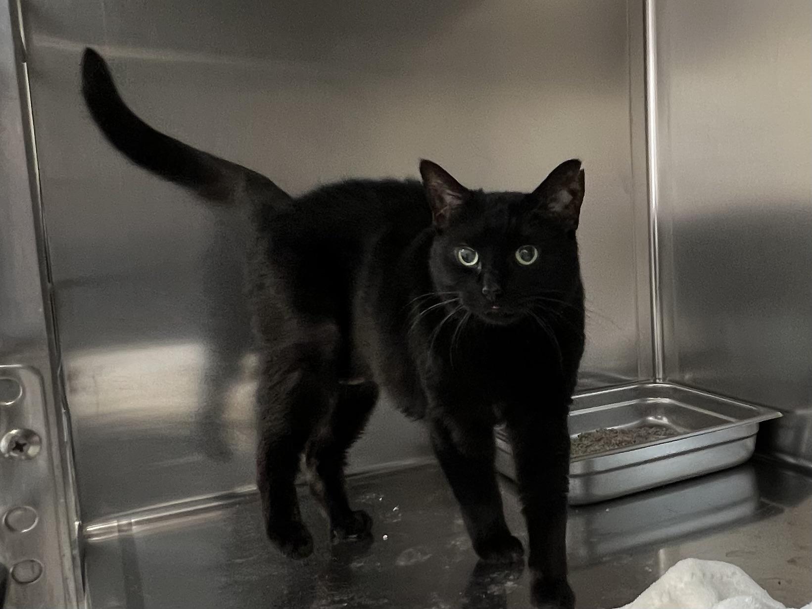 Enlarge Winnie 4344, an adoptable Domestic Short Hair in St Stephen, NB image 2/2